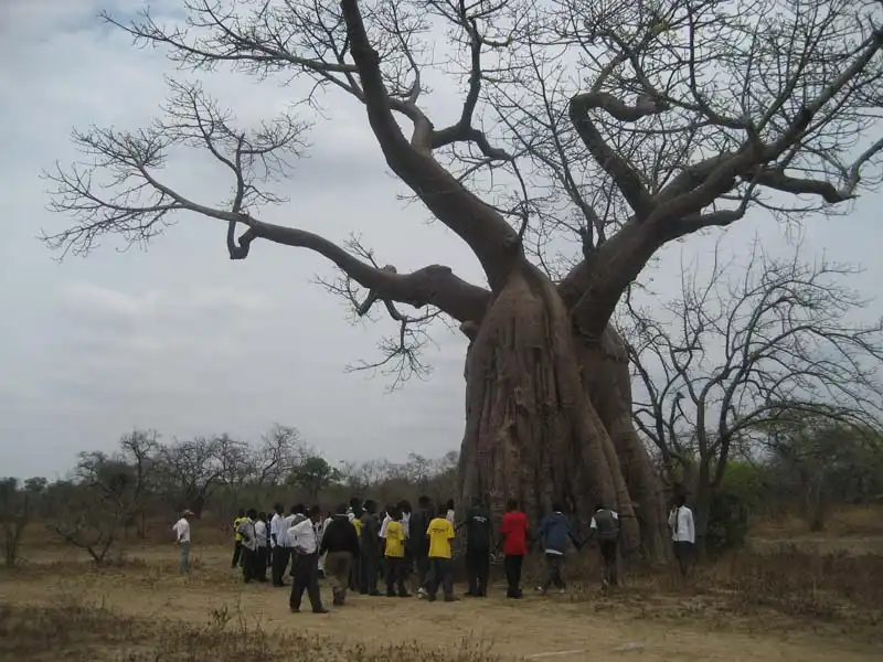 Baobab.