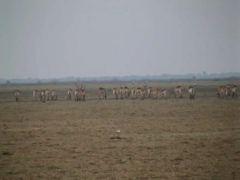 Impala (or Lechwe???)